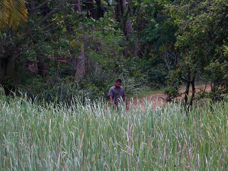 Jungle Walk in Habarana