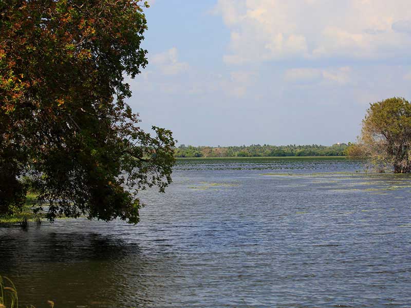 Jungle Walk in Habarana