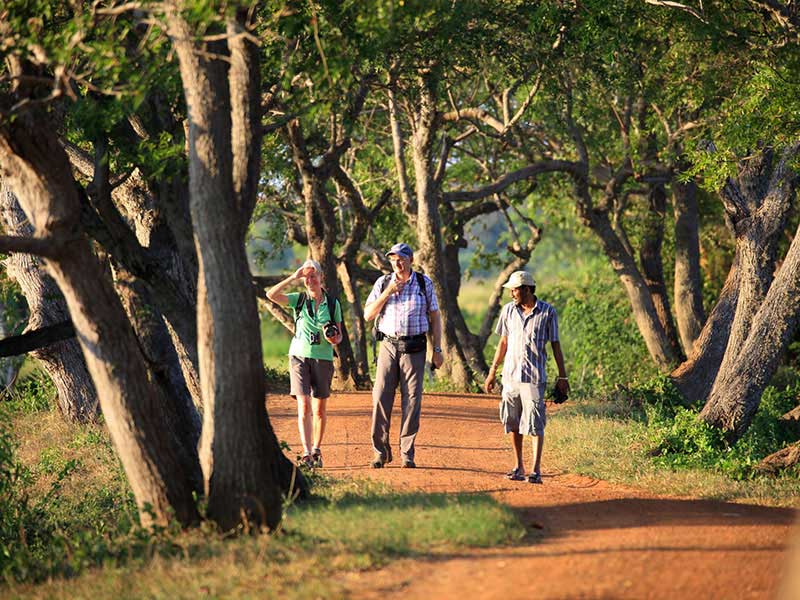 Jungle Walk in Habarana