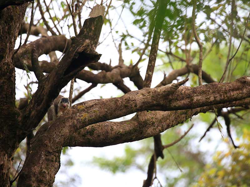 Jungle Walk in Habarana
