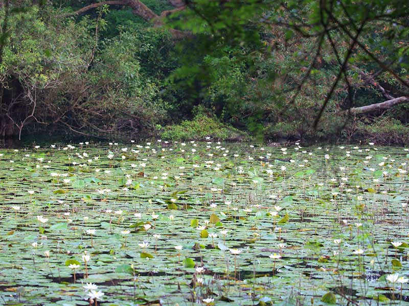Jungle Walk in Habarana