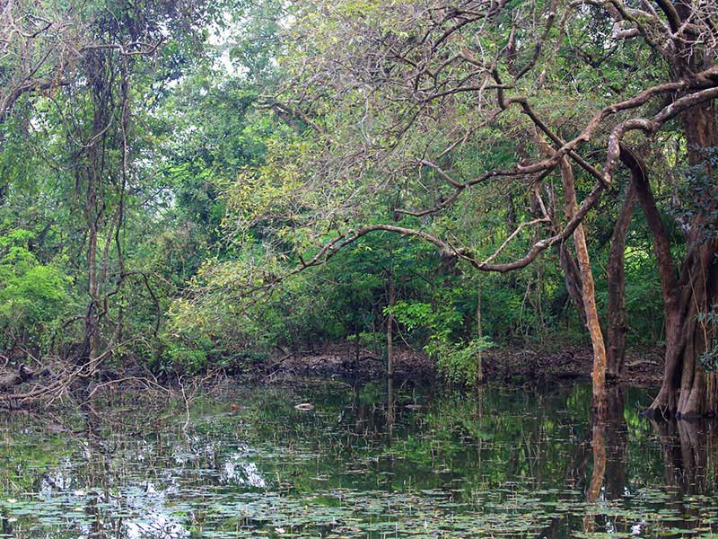 Jungle Walk in Habarana
