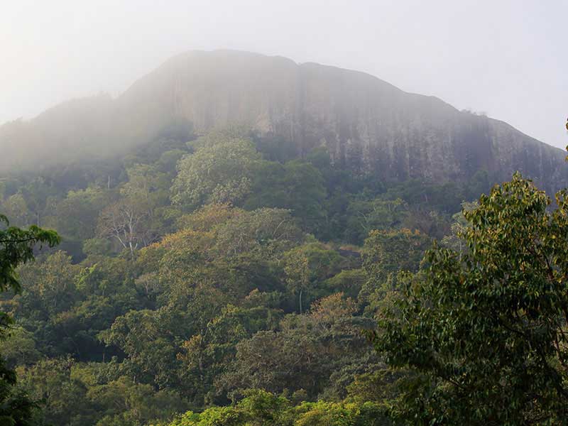 Jungle Walk in Habarana