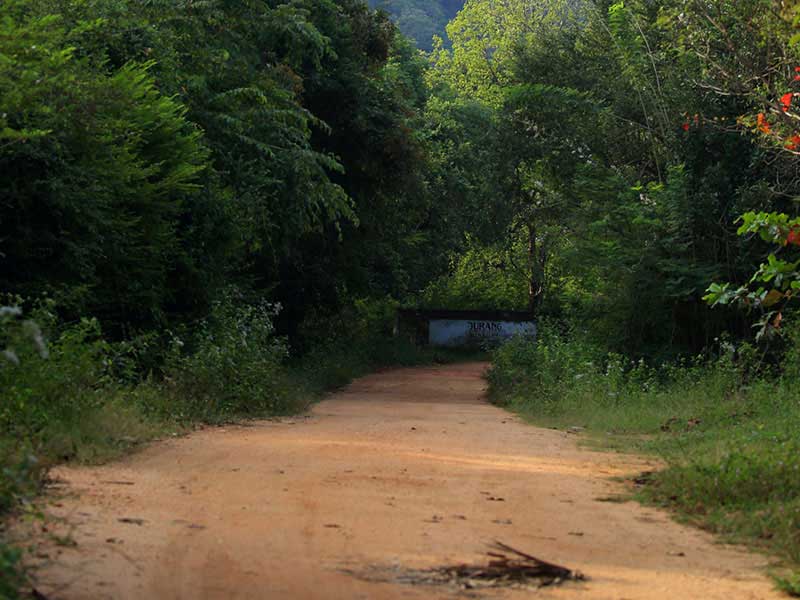Jungle Walk in Habarana