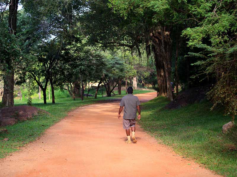 Jungle Walk in Habarana
