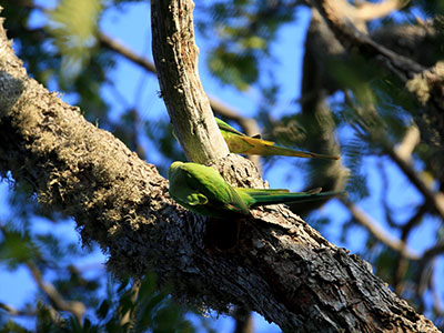 Layard’s Parakeet Sri Lanka