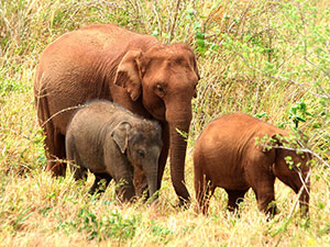 Sri Lanka & Maldives Highlights Tours