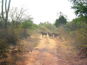Sri Lanka & Maldives Highlights Tours