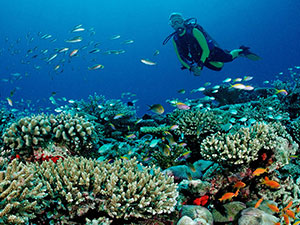 Sri Lanka & Maldives Highlights Tours