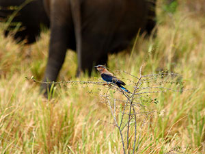Sri Lanka & Maldives Highlights Tours