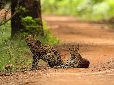 Wildlife Photography Tours of Sri Lanka