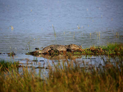 Wildlife Photography Tours of Sri Lanka
