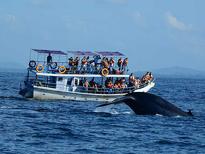 Wildlife Photography Tours of Sri Lanka