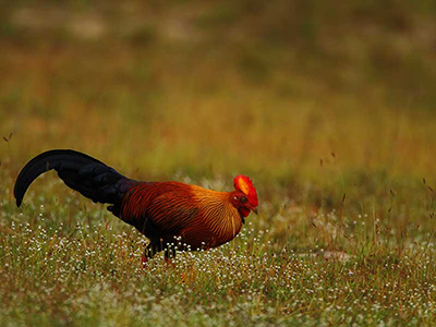 Wildlife Photography Tours of Sri Lanka