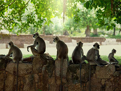 Wildlife Photography Tours of Sri Lanka