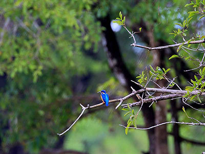 Wildlife Photography Tours of Sri Lanka
