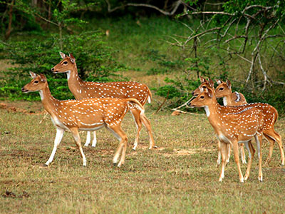 Wildlife Photography Tours of Sri Lanka