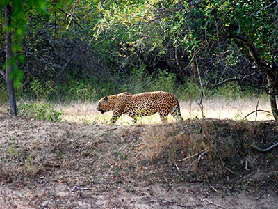 Wildlife Photography Tours of Sri Lanka