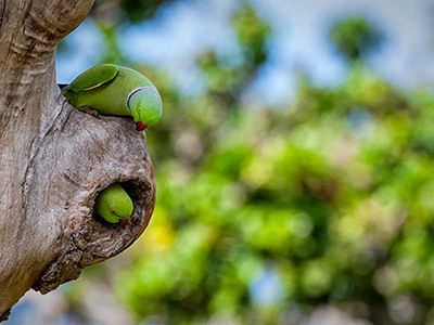 Wildlife Photography Tours of Sri Lanka