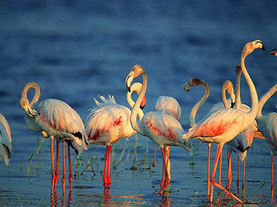 Wildlife Photography Tours of Sri Lanka