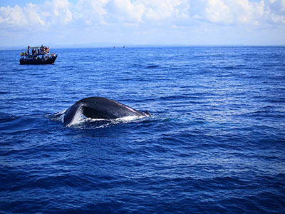 Wildlife Photography Tours of Sri Lanka