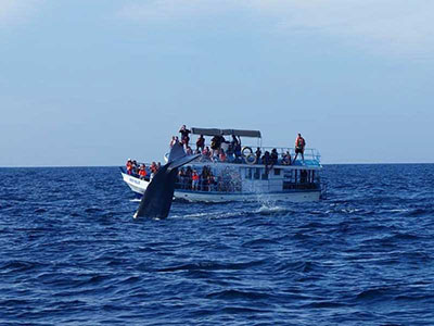 Wildlife Photography Tours of Sri Lanka