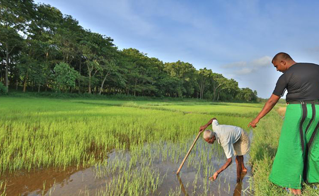Romantic Honeymoon Holidays in Sri Lanka