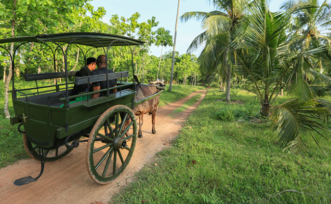 Romantic Honeymoon Holidays in Sri Lanka