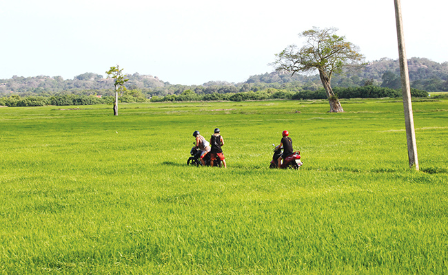 Romantic Honeymoon Holidays in Sri Lanka