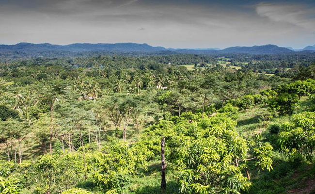 Romantic Honeymoon Holidays in Sri Lanka