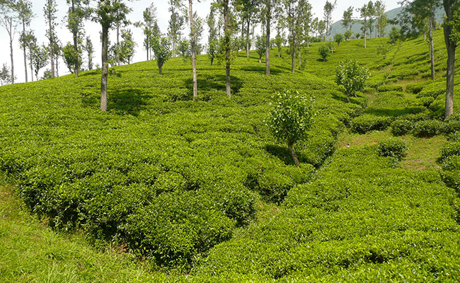 Romantic Honeymoon Holidays in Sri Lanka