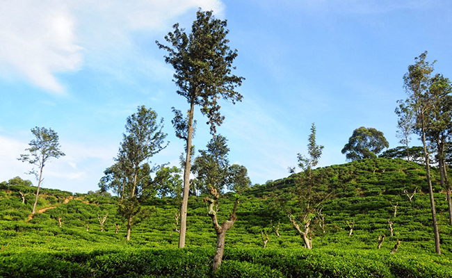 Romantic Honeymoon Holidays in Sri Lanka