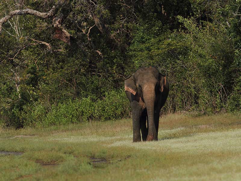 Honeymoon Getaways in Sri Lanka