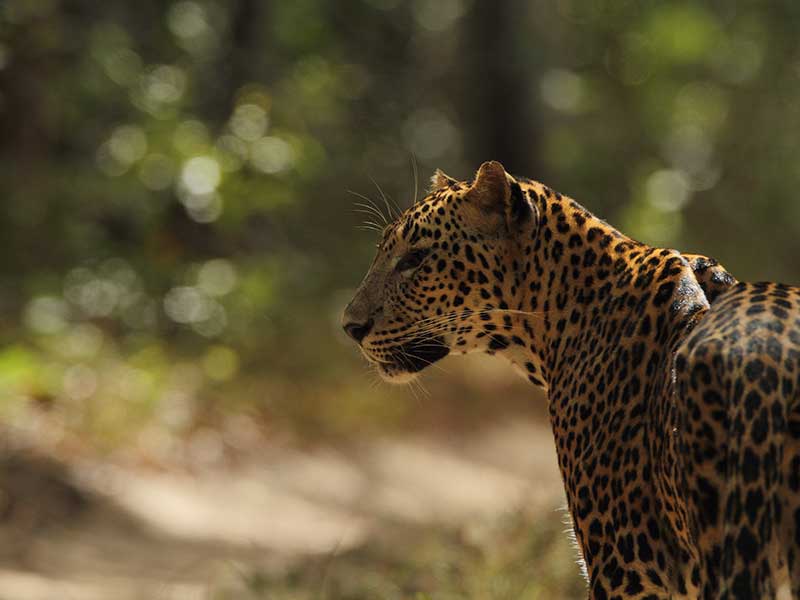Honeymoon Getaways in Sri Lanka