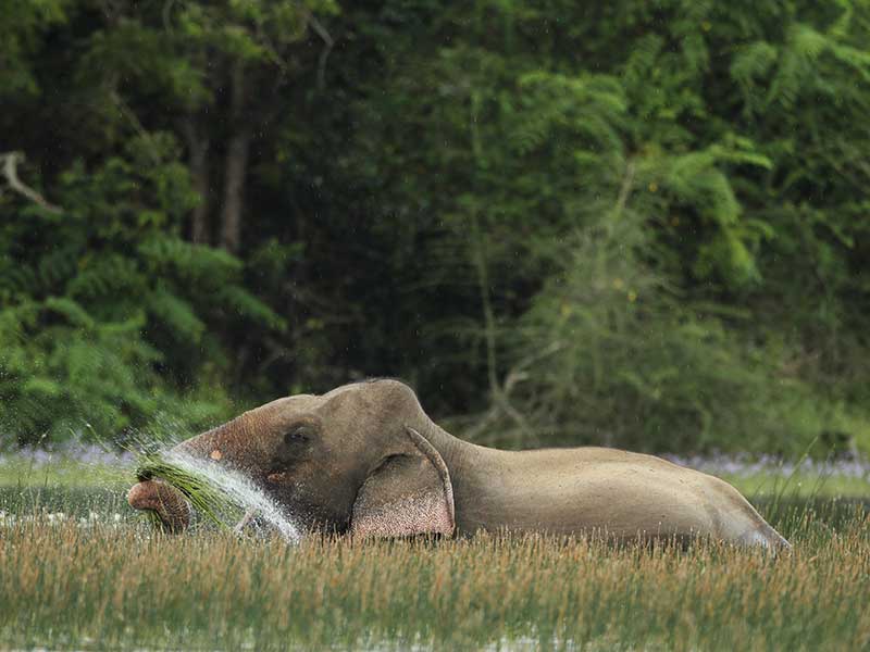 Honeymoon Getaways in Sri Lanka