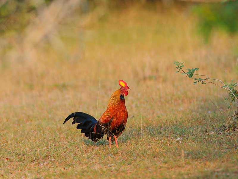 Honeymoon Getaways in Sri Lanka