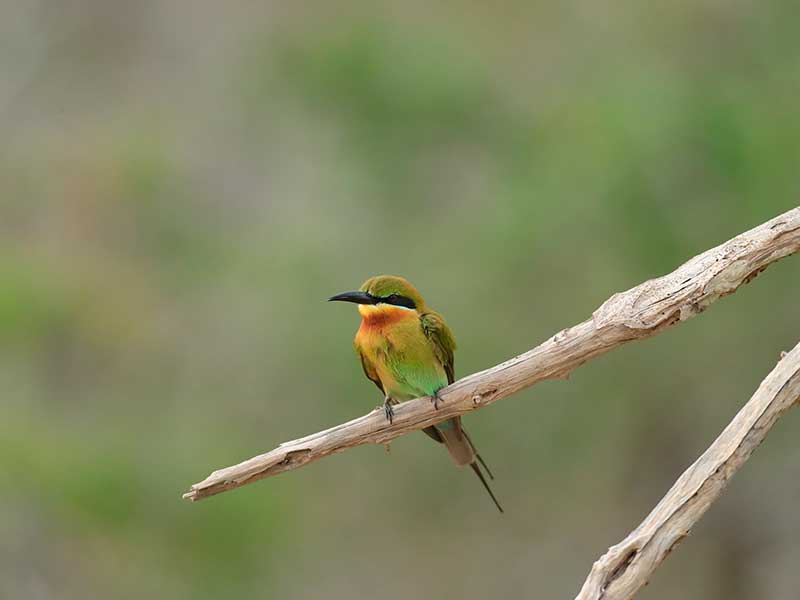 Honeymoon Getaways in Sri Lanka