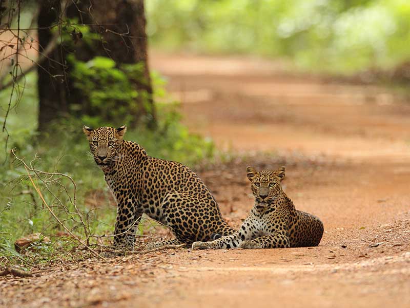 Honeymoon Getaways in Sri Lanka