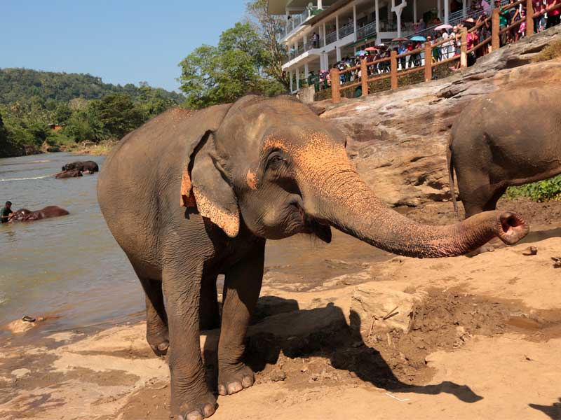 Romantic Honeymoon Vacations in Sri Lanka