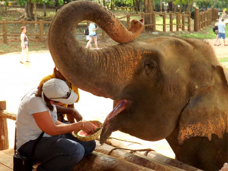 Romantic Honeymoon Vacations in Sri Lanka