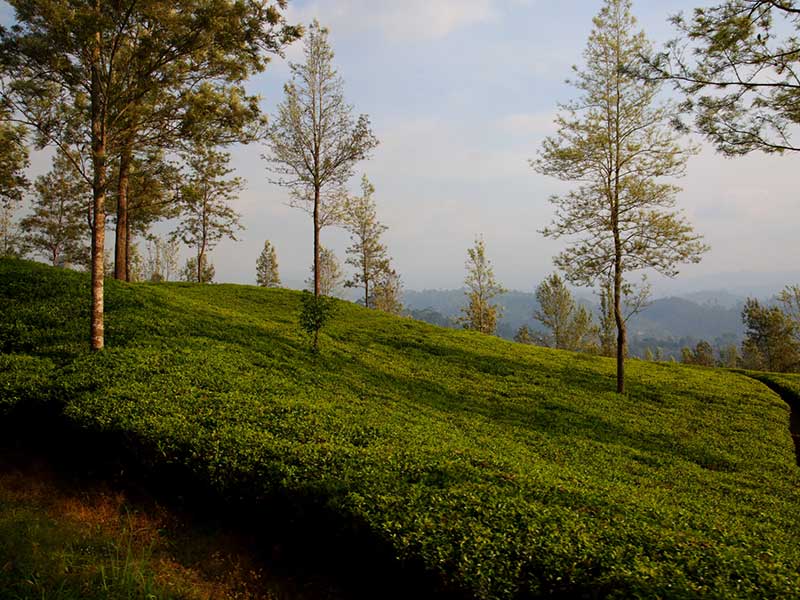 Honeymoon Holidays in Sri Lanka
