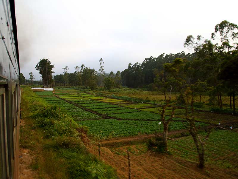 Honeymoon Holidays in Sri Lanka