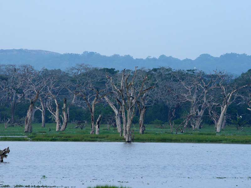 Best Honeymoon Getaways in Sri Lanka
