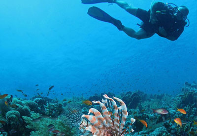 Maldives Diving and Cruise Holidays
