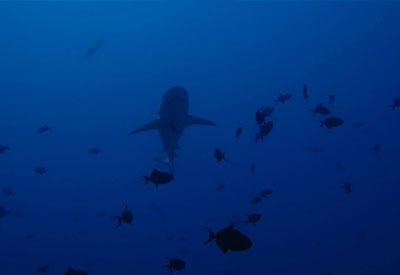 Maldives Diving and Cruise Holidays