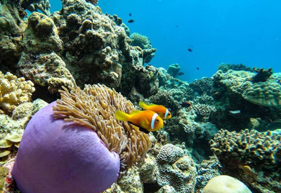 Maldives Diving and Cruise Holidays