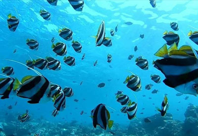 Maldives Diving and Cruise Holidays