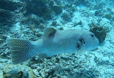 Maldives Diving and Cruise Holidays