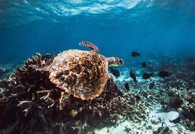 Maldives Diving and Cruise Holidays