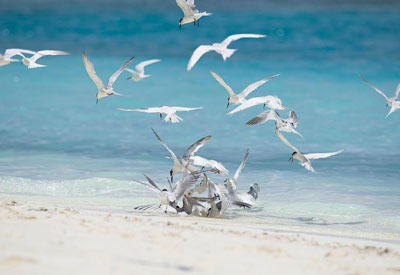 Maldives Diving and Cruise Holidays